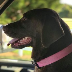 Meet your Posher, Shirlene